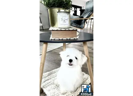 a maltese dog sitting on a chair